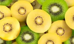 Cuttingedge Computer Modelling Reveals How Gold Kiwifruit Supplement Aids Gut Motility